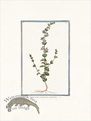 Bonelli 075 Five petaled blower